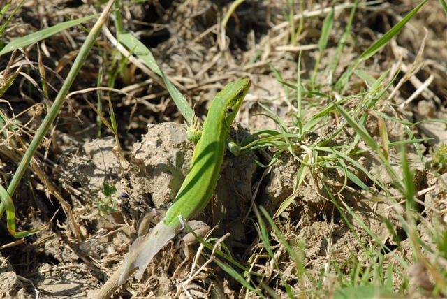 Podarcis wagleriana?